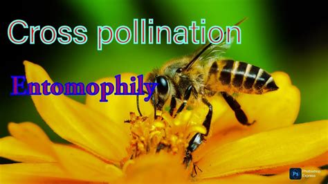 Entomophily Cross Pollination Youtube