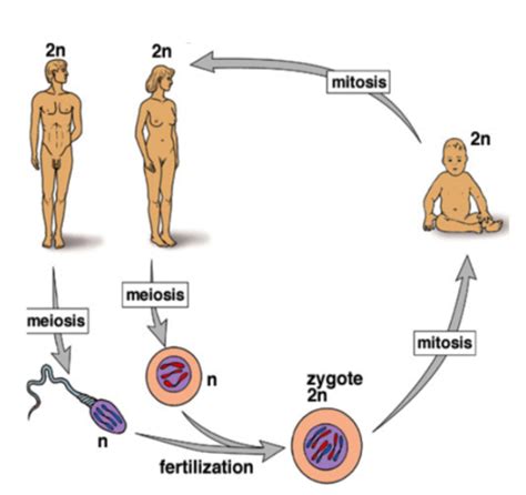 Meiosis And Genetic Variation Flashcards Quizlet