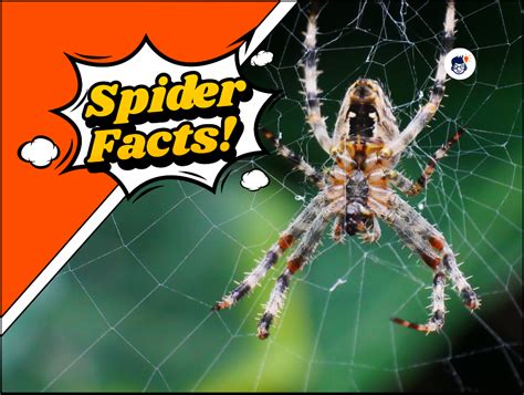 22+ Spider Facts That Prove Nature's Genius! (Free Printable)