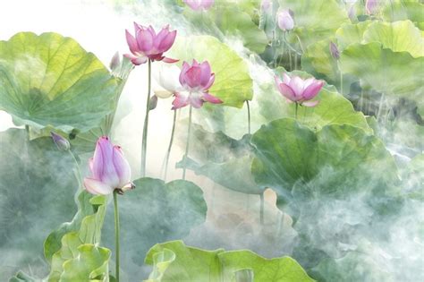 Lotus summer. Original public domain | Free Photo - rawpixel