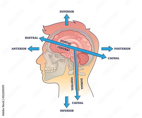 Rostral vs caudal head axis description for head anatomy outline ...