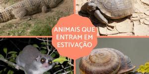 Animais Que Hibernam E Caracter Sticas Do Processo