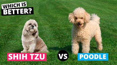 Shih Tzu Vs Poodle Which Is Better For You Youtube