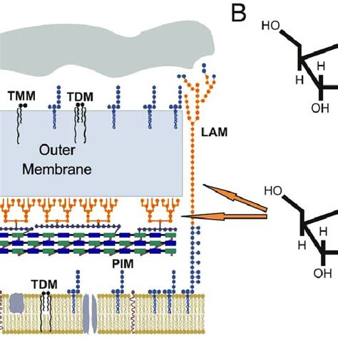 A The Mycobacterial Cell Wall Is A Multilayered Structure Containing