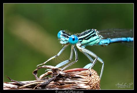 Libellule Bleue Agrion De Mercure Axel Photo Art