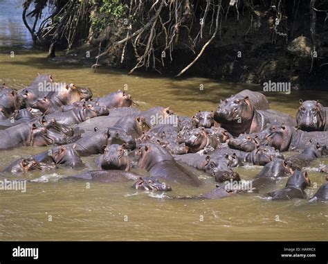 Flusspferde Hippopotamus Amphibius Hippo Stock Photo Alamy