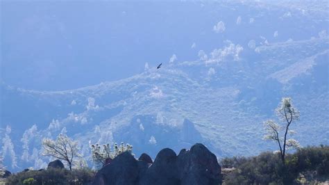 California Condors 463 And 726 Soaring At Pinnacles National Park Youtube