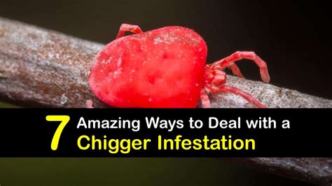 7 Amazing Ways to Deal with a Chigger Infestation