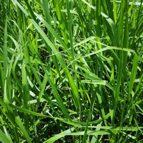 Semilla De Pasto Miyagui Pasturas Tropicales