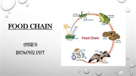 Food Chain Ppt Grade 8