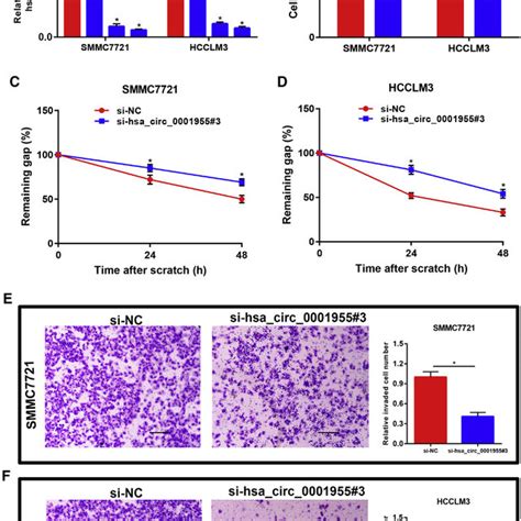 Knockdown Of Hsacirc0001955 Suppressed Proliferation Migration And Download Scientific