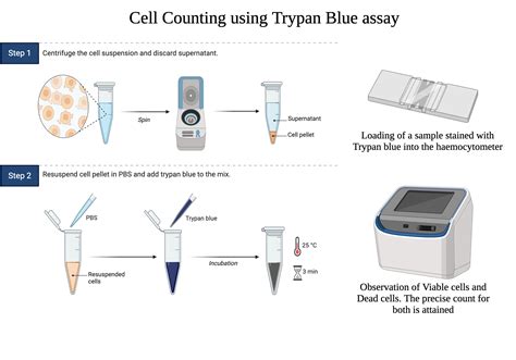 Cell Counting Using Trypan Blue Assay Biorender Science Templates