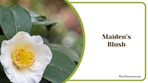 9 White Camellia Garden Flowers to Know About and Grow - Plant America