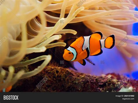 Tropical Reef Fish. Image & Photo (Free Trial) | Bigstock