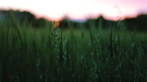 Wallpaper Sunlight Sunset Water Nature Reflection Field Branch