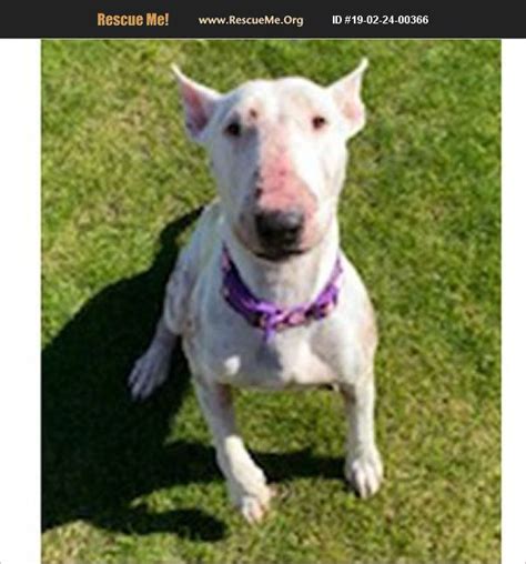 Adopt 19022400366 Bull Terrier Rescue Palm Desert Ca