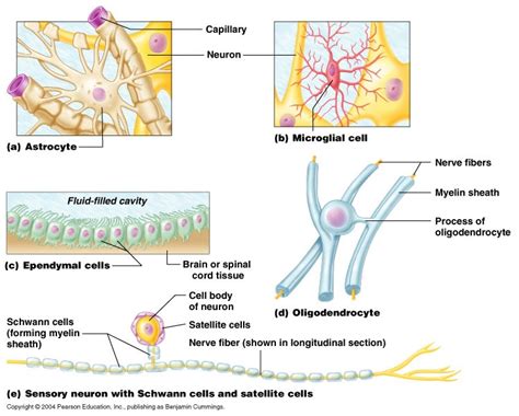 Bio Geo Nerd Neuroglia