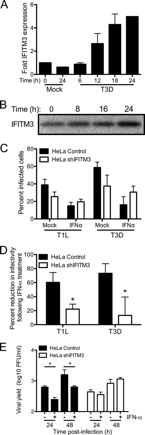 Knockdown Of IFITM3 Expression Decreases Reovirus Sensitivity To Type I