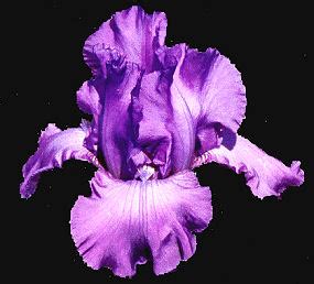 Mulberry Mist Tall Bearded Iris Nola S Iris Gardens