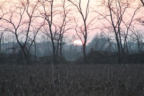 Premium Photo Bare Trees On Field