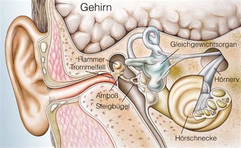 Ohrinnen • Jens Heitmüller Facharzt Für Innere Medizin