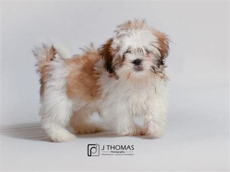 Lhasa Apso Puppies Breed Info Petland Topeka Kansas