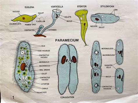 Ameba Chart Protozoa Chart Original Science Class Etsy