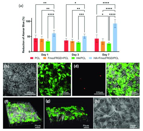 Mc3t3 E1 Cell Viability And Spreading On Ha Fmocfrgdpcl Coreshell