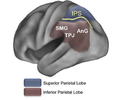 Posterior Parietal Anatomy Lateral Posterior Parietal Cortex Ppc Is