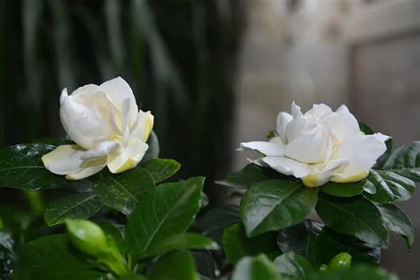 Growing Gardenia jasminoides: Care and Cultivation - FlowersLib