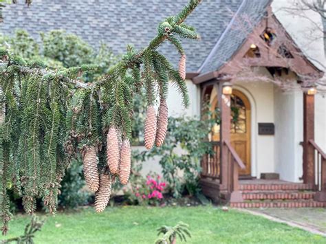 Picea Abies Norway Spruce Trees Of Stanford And Environs