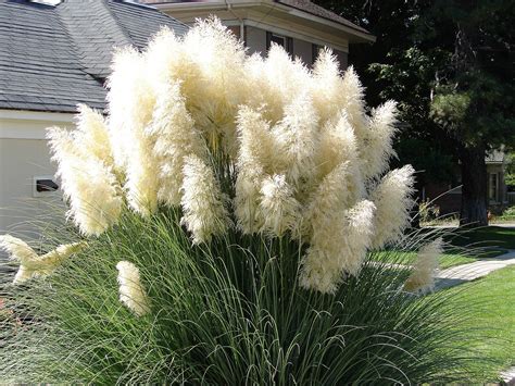 White Pampas Grass Cortaderia Selloana Ornamental Flower Seeds In