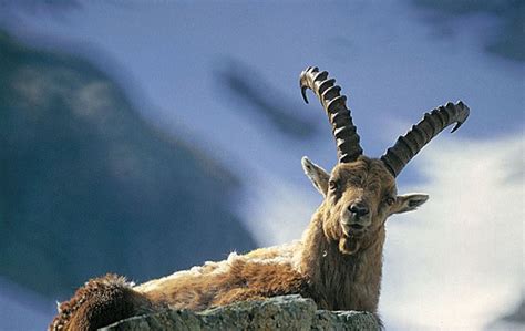 Parco Delle Alpi Marittime Loasi Naturale Amata Dai Savoia