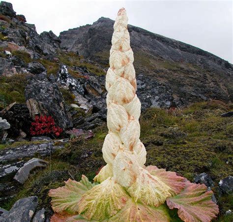 Rheum nobile NOBLE RHUBARB - SeedScape