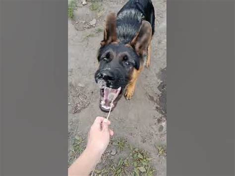 смішний песик - YouTube