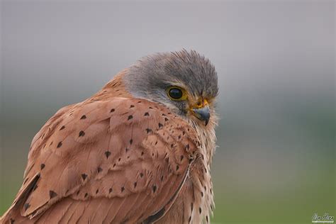 Male Common Kestrel Closeup