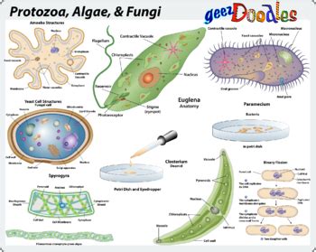 Protozoa, Algae, and Fungi, Clipart and Science Diagrams of Microorganisms