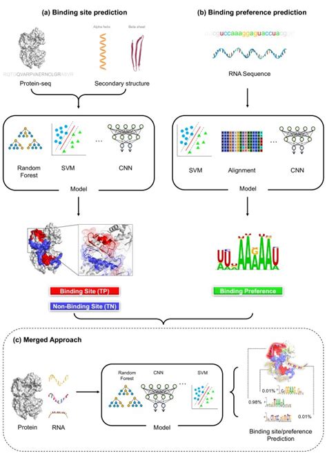 Protein Rna Interaction Prediction With Deep Learning Structure