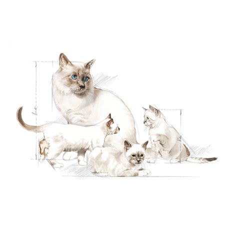 Babycat Milk 300 g Royal Canin