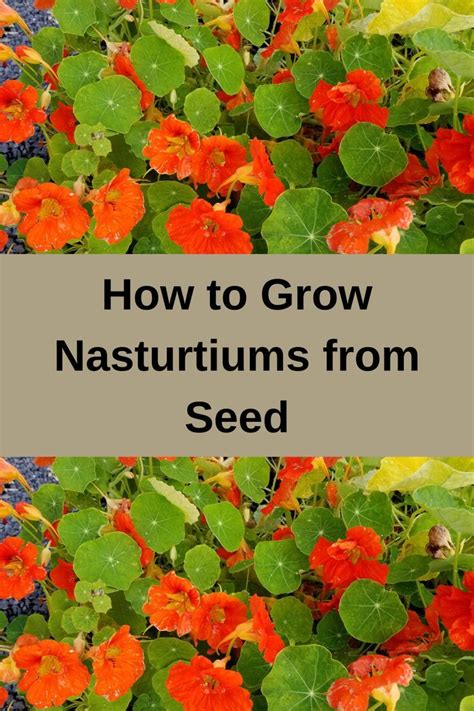 How To Grow Nasturtiums From Seed Artofit