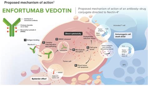 Asco Study Ev Neoadjuvant Treatment With Enfortumab Vedotin