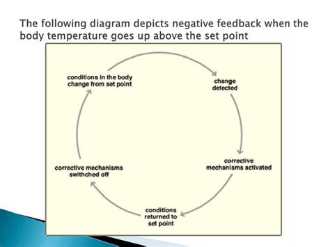 Difference Between Positive And Negative Feedback Loops Scapeswhy