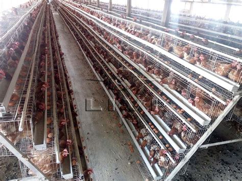 Exploring The Different Types Of Layer Chicken Cages Poultry