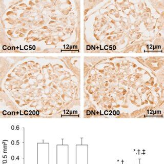 Representative Photomicrographs Of Immunohistochemistry For Ed And