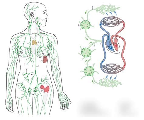 Schaubild Biologie Humanbiologie 1 Lymphsystem Quizlet