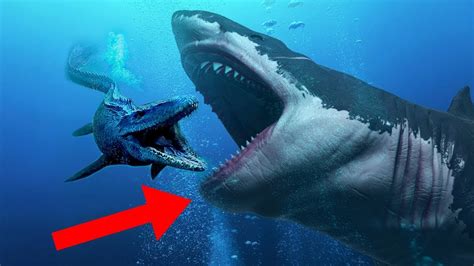 Craziest Facts About The Megalodon Shark Youtube