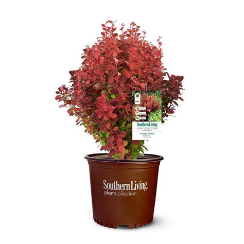 Southern Living Gal Orange Rocket Barberry Plant With Coral To Ruby