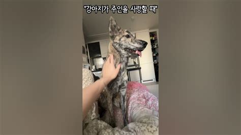 강아지가 주인을 사랑할 때사랑스런 진돗개 백 호구 마칸 Shorts When A Dog Loves Its Owner