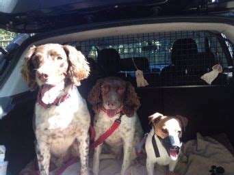 Pin By Christa Berndl On English Springer Spaniels Friends English