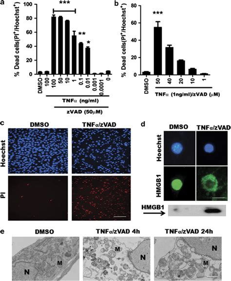 Tnfαzvad Induces Necrosis In Ht22 Cells A B Tnfα And Zvad